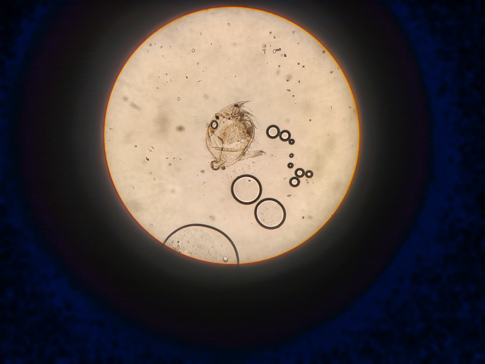 Microscopicas1