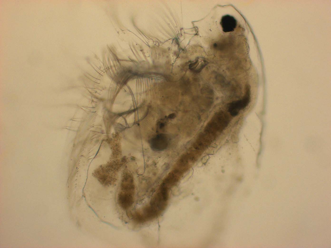 Microscopicas3